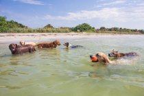 Sechs Hunde im Ozean, USA — Stockfoto