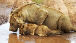 Löwin und ihr Junges trinken aus einer Pfütze, Südafrika — Stockfoto