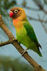 Papagaio empoleirado em um ramo, Indonésia — Fotografia de Stock