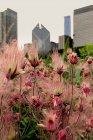 Wildblumen vor der Skyline der Stadt, Chicago, Illinois, Vereinigte Staaten — Stockfoto