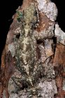 Летающая ящерица, замаскированная под кору дерева, Индонезия — стоковое фото