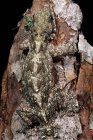 Flying lizard camouflaged against the bark of a tree, Indonesia — Stock Photo