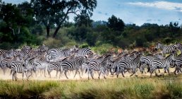 Herd of zebras in the bush, Samburu National Reserve, Kenya — Stock Photo
