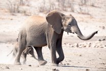Elephant cow and her calf walking in the bush, South Africa — Stock Photo