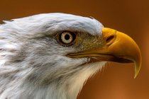 Nahaufnahme eines Weißkopfseeadlers, Kanada — Stockfoto