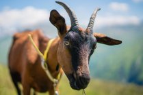 Retrato de uma cabra de montanha nos Alpes Austríacos, Gastein, Salzburgo, Áustria — Fotografia de Stock