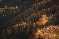 Лиственничный лес в Австрийских Альпах, Зальцбург, Австрия — стоковое фото