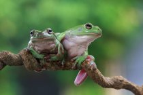 Two Dumpy tree frogs on a branch, Indonesia — Stock Photo