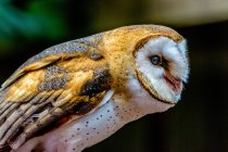 Barn Owl sitting on branch, British Columbia, Canada — Stock Photo