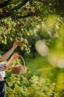 Mujer recogiendo albaricoques en su jardín, Serbia - foto de stock