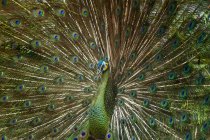 Retrato de un pavo real, Indonesia - foto de stock