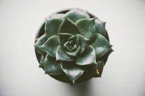 Вид зверху Односуккутний кактус у рослинному горщику — стокове фото