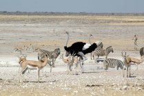 Зебри, страуси і веснянки стоять біля вододілу, національний парк Етоша, Намібія. — стокове фото