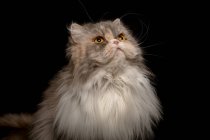 Retrato de un gato esponjoso - foto de stock