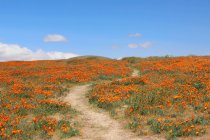 Sentier pédestre à travers une prairie de pavot, Antelope Valley California Poppy Reserve State Natural Reserve, Californie, États-Unis — Photo de stock
