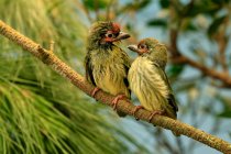 Due uccelli appollaiati su un ramo, Indonesia — Foto stock