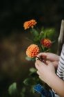 Mujer de pie en un jardín sosteniendo una flor de dalia, Serbia - foto de stock