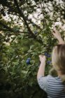 Frau pflückt Pflaumen in ihrem Garten, Serbien — Stockfoto