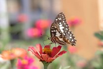 Mariposa en una flor, Indonesia - foto de stock
