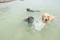 Three dogs playing in the ocean, United States — Stock Photo