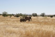 Dois elefantes no mato, Namíbia — Fotografia de Stock