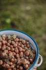 Fresh hazelnuts in a bowl — Stock Photo