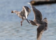 Two seagulls in flight fighting over food, Vancouver Island, British Columbia, Canada — Stock Photo