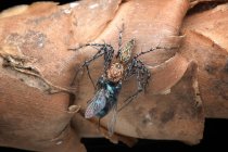 Прыгающий паук, поедающий насекомое. — стоковое фото