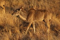 Ritratto di un Kudu, Riserva Naturale Madikwe, Sudafrica — Foto stock