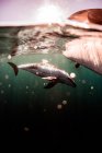 Golfinho nadando subaquático, Califórnia, EUA — Fotografia de Stock