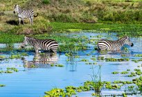 Три зебри стоять у річці, національний заповідник самбуру, кенія. — стокове фото