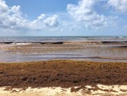 Alghe Sargassum sulla spiaggia, Tulum, penisola dello Yucatan, Messico — Foto stock