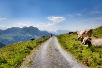 Mulher caminhando ao longo de uma estrada de montanha passando por vacas em um campo, Obere Balm, Uri, Suíça — Fotografia de Stock