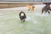 Три собаки играют на пляже, США — стоковое фото