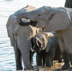 Elefanti che bevono in un pozzo d'acqua, Parco Nazionale di Etosha, Namibia — Foto stock