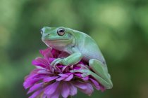 Dumpy tree frog on a flower, Indonesia — Stock Photo