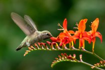 Gros plan d'un colibri planant par fleur, Canada — Photo de stock