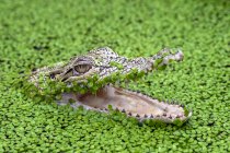 Crocodilo em um rio cheio de plantas daninhas, Indonésia — Fotografia de Stock