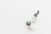 Vue aérienne de deux cactus en céramique — Photo de stock