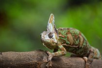 Camaleonte velato su un ramo, Indonesia — Foto stock