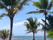 Palmiers sur la plage, Tulum, Quintana Roo, Péninsule du Yucatan, Mexique — Photo de stock