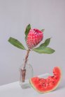 Flor de protea em um vaso ao lado de uma fatia de melancia — Fotografia de Stock