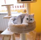 Britanniques chaton à poil court couché dans un lit pour animaux de compagnie sur un arbre grimpant — Photo de stock