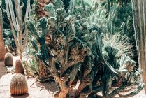 Крупный план выращивания кактусов в саду, Испания — стоковое фото
