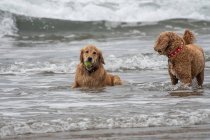 Dois cães brincando no oceano com uma bola, Estados Unidos — Fotografia de Stock