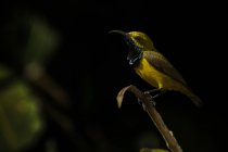 Pássaro empoleirado em um ramo nas sombras, Indonésia — Fotografia de Stock