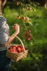Mulher escolhendo damascos em seu jardim, Sérvia — Fotografia de Stock