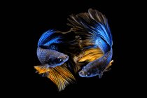 Two beautiful betta fish swimming in aquarium on dark background, close view — Stock Photo