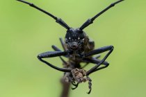 Primer plano de un escarabajo Longhorn, Indonesia - foto de stock