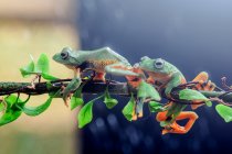 Deux grenouilles volantes de Wallace sur une branche, Indonésie — Photo de stock